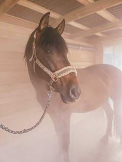 pferd stall raum inhalieren rauminhalation