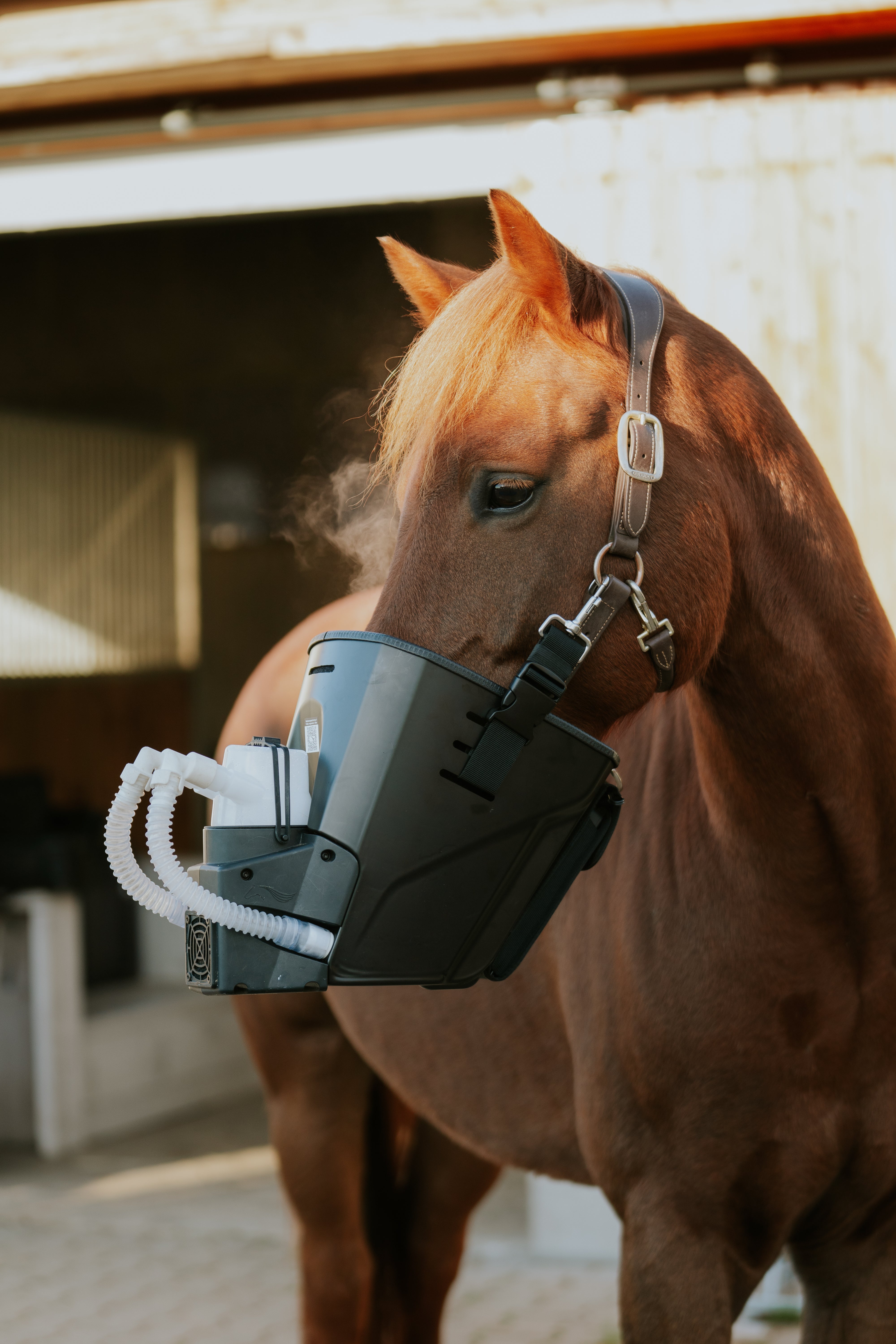 Inhalator für Pferde equosonic free Starterpaket