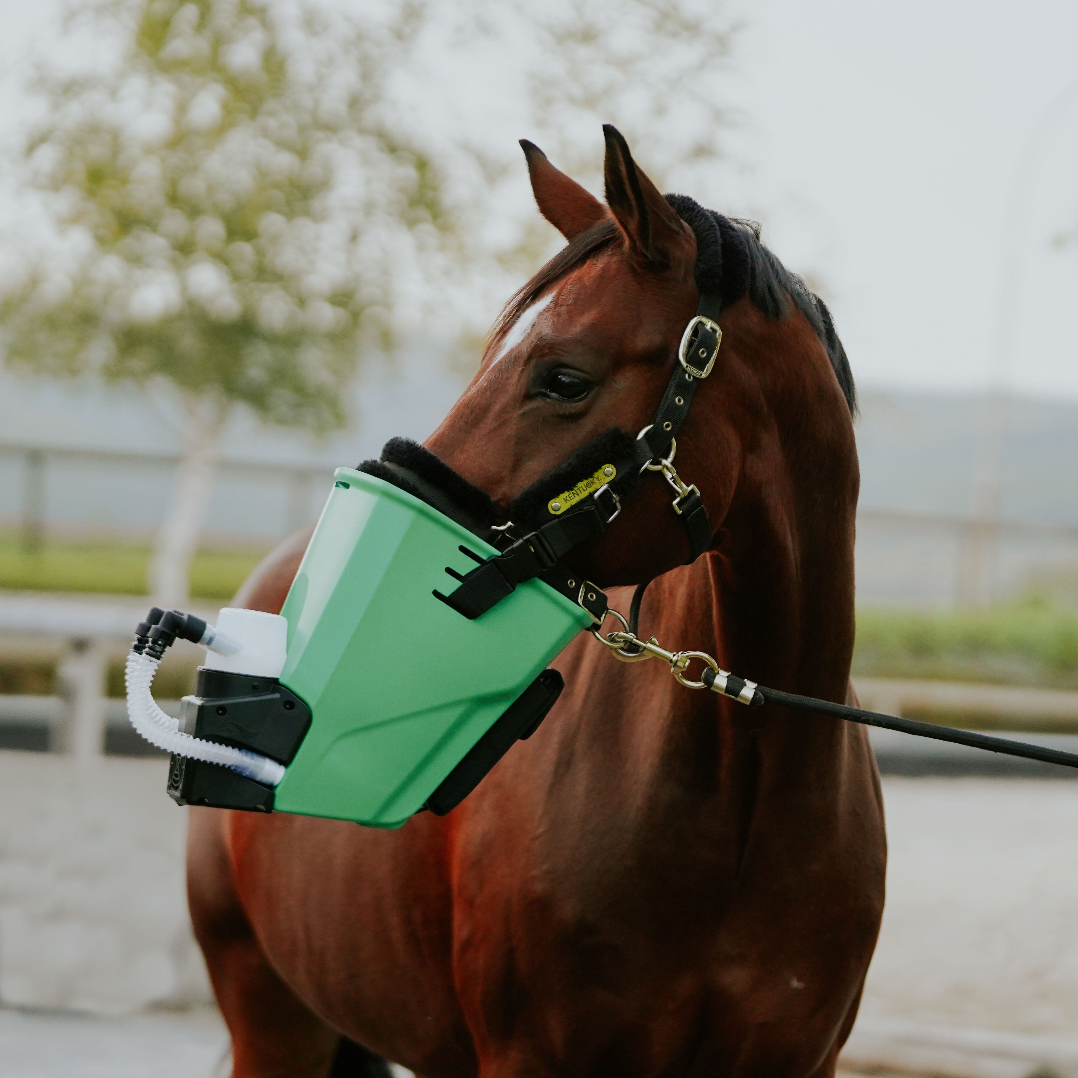 Inhalator für Pferde equosonic free Starterpaket