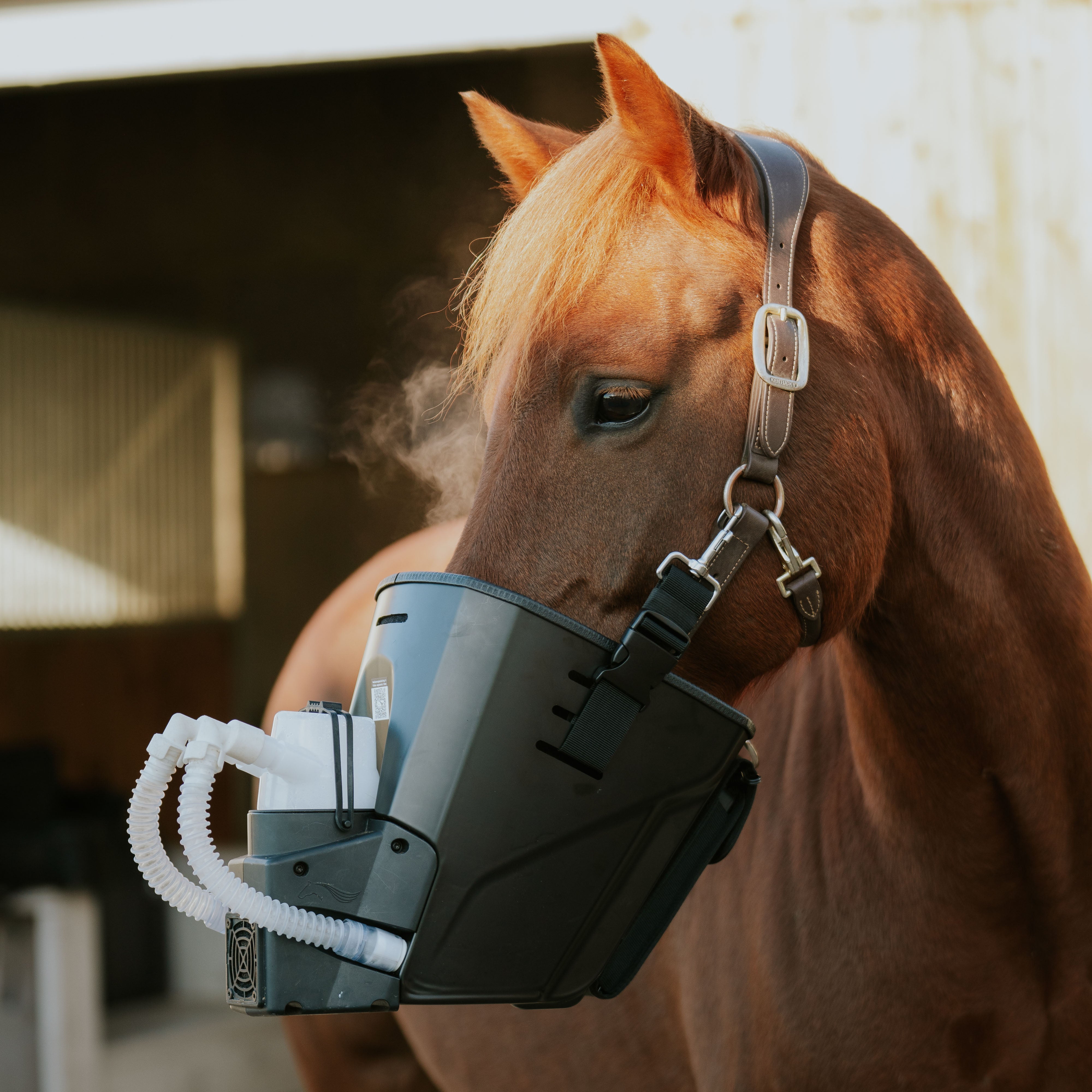 Inhalator für Pferde equosonic free Starterpaket