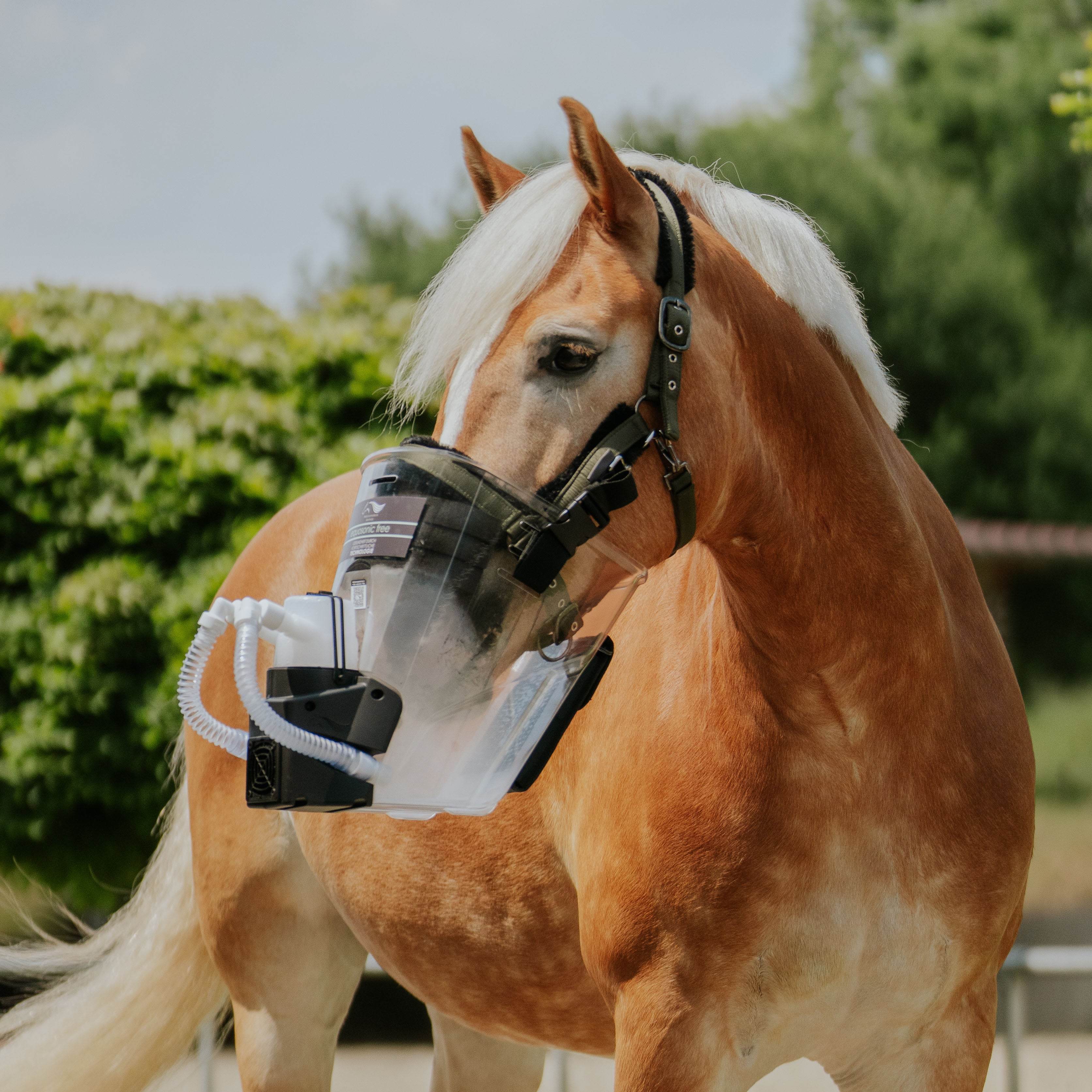 Inhalator für Pferde equosonic free Starterpaket